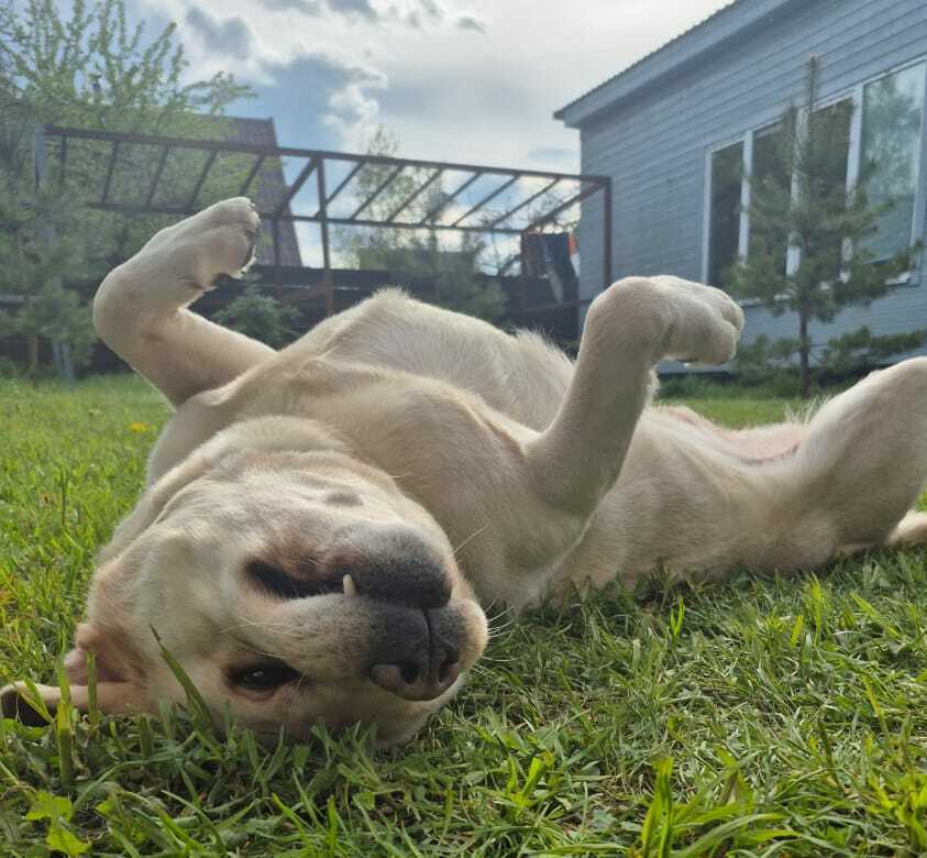 1-комнатная квартира, ЖК «Престиж»